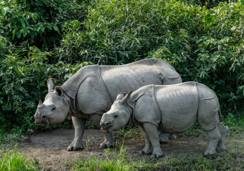 One-horned rhinos at Kaziranga National Park